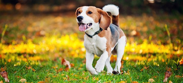 Beagle Dog Breeds For Men