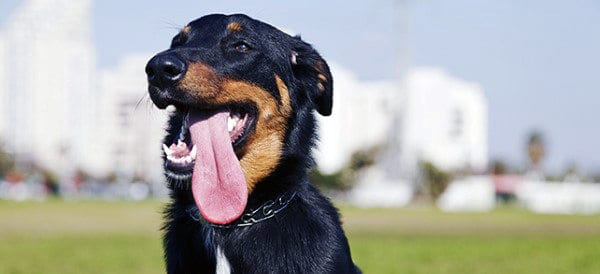 Beauceron Dog Breeds For Men