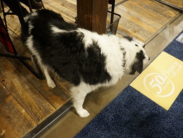 Black And White Dog At Outdoor Retailer Winter Market 2018