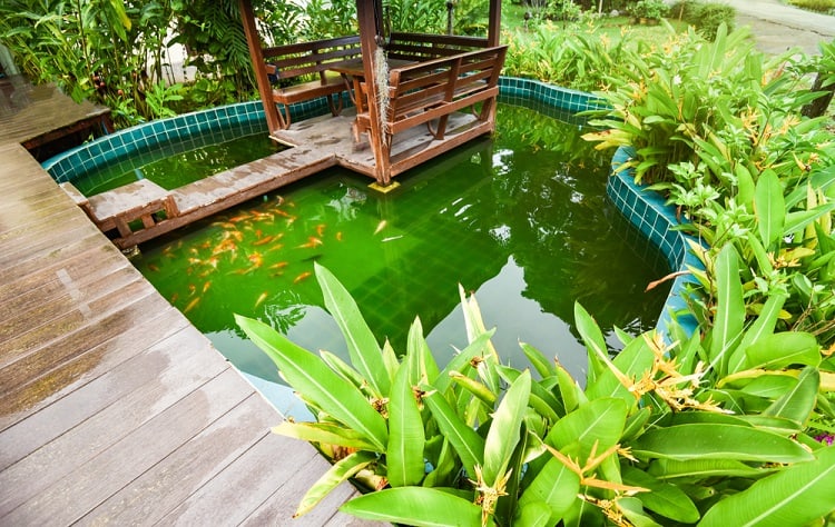 Blue Tiles Backyard Container Pond