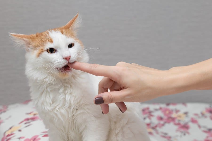 cat bites woman finger