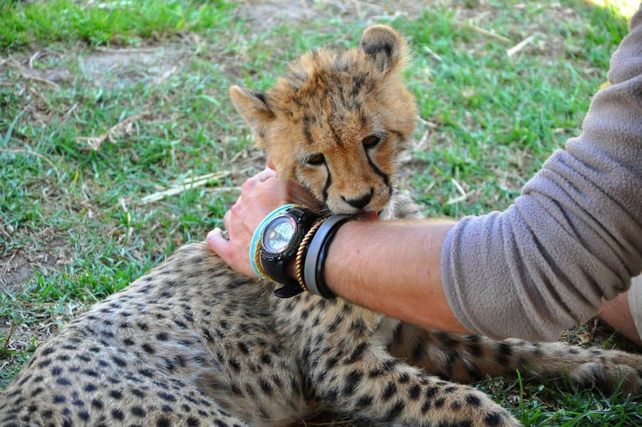 cheetah licking man's hand