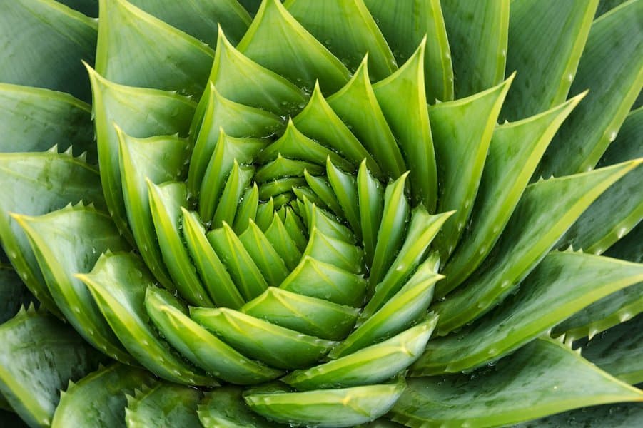 close up view aloe vera