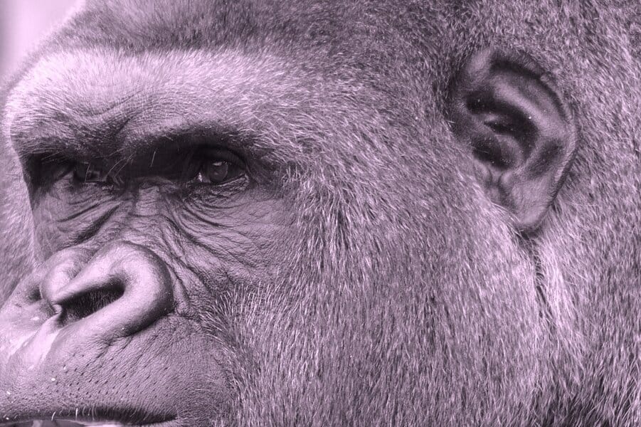 close up view gorilla