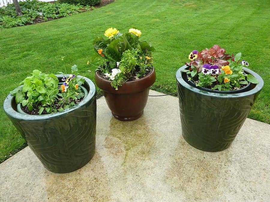 container garden green pot plants large grass area 