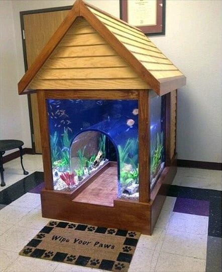coolest dog house