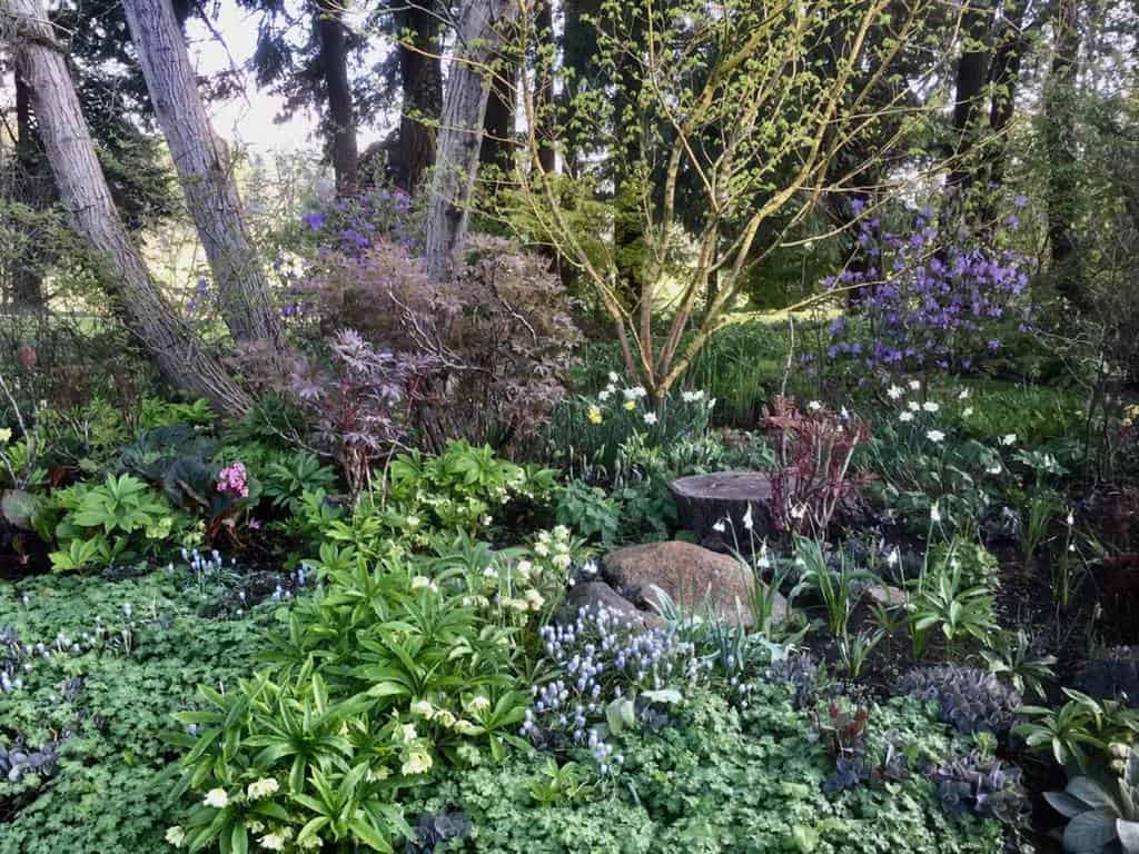 cottage shade garden