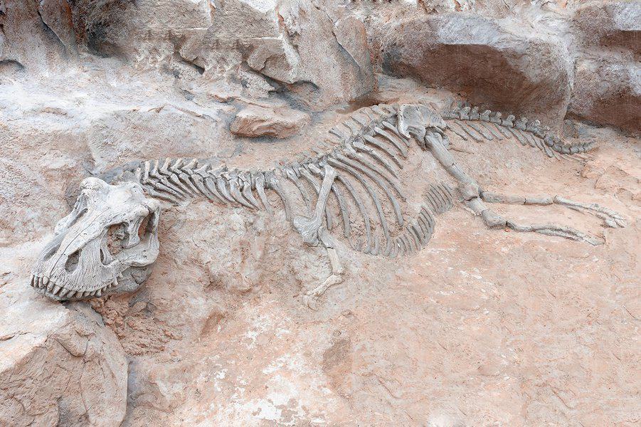 dinosaur skeleton in ground stone fossil