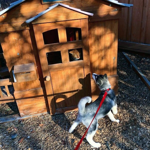 Dog House Designs For Large Dogs