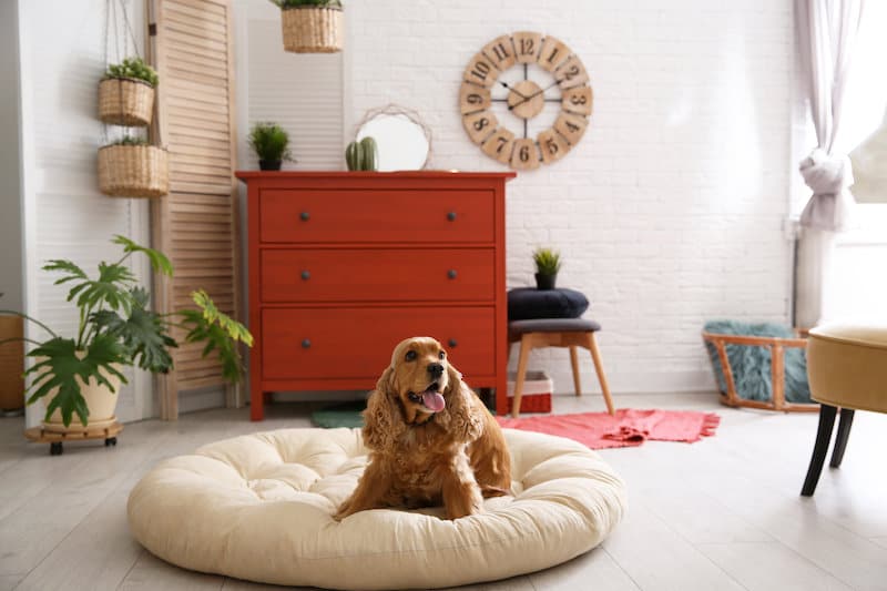 Cute Dog Room Ideas (That Are Easy to Create)