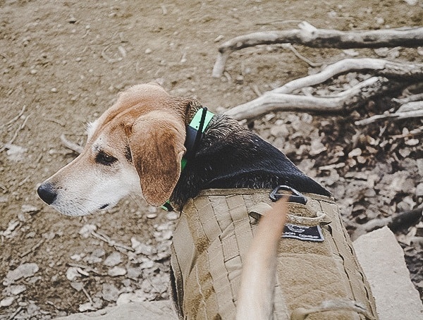 Dog Tracking Hunting Sportdog Brand Tek 1 5 Gps Tracking Plus E Collar Review