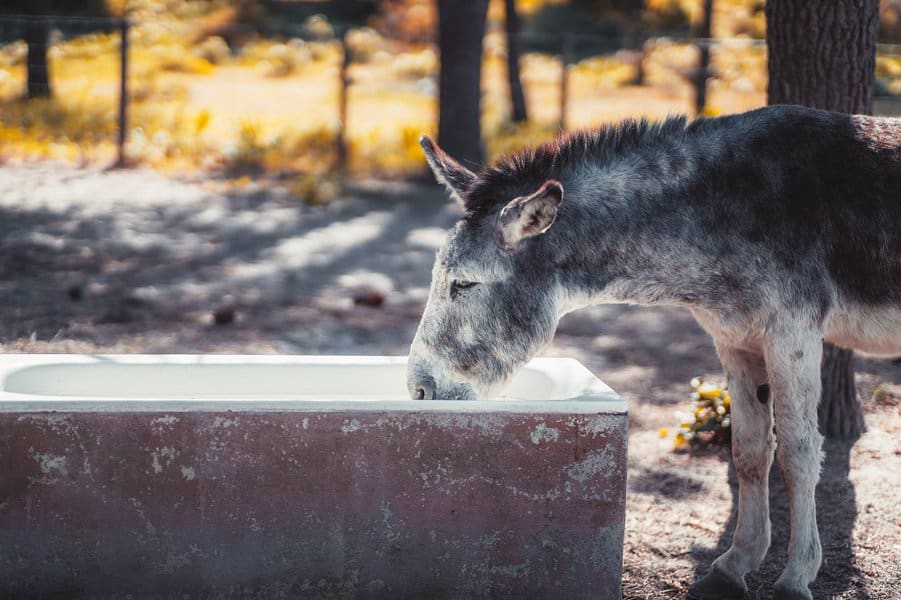 donkey in a tub
