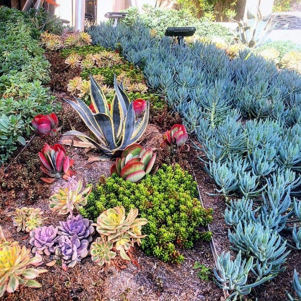 large colorful succulent backyard 