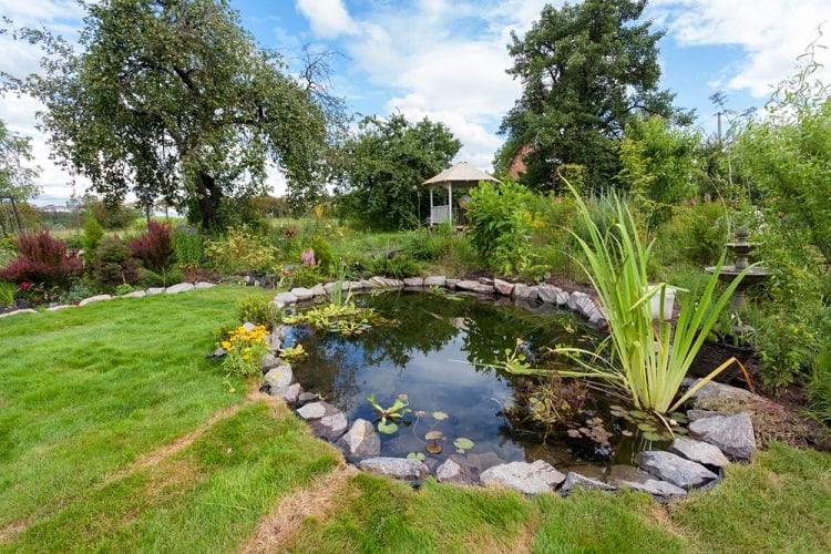 Fish Pond With Waterlily Backyard Fountain