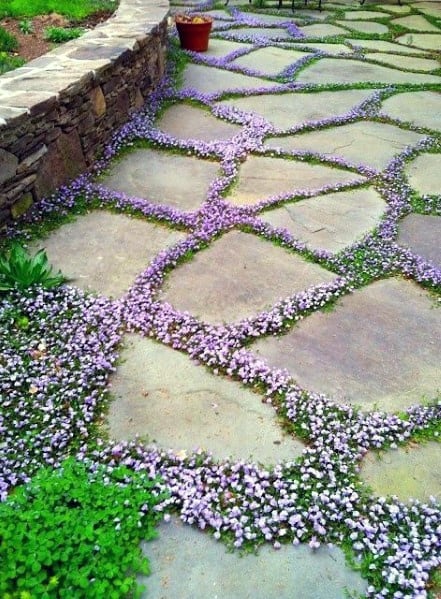 Flower Ideas For Home Stone Walkway