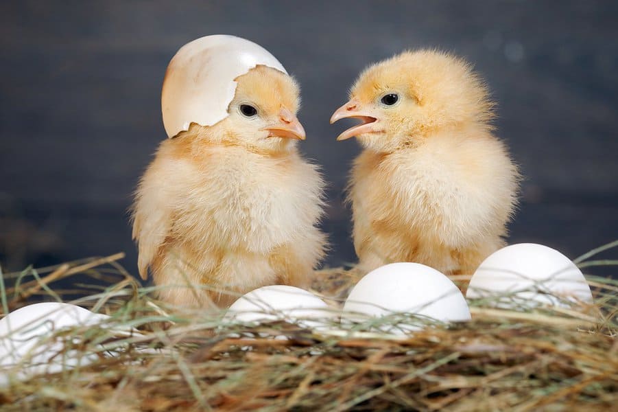 97 Funny Chicken Jokes That Are Egg-Cellent