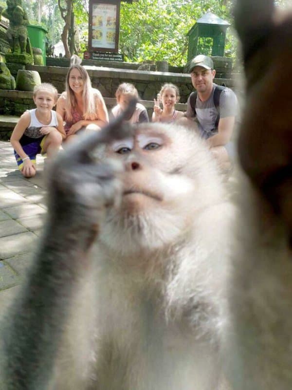 22 Funny Monkey Pictures Sure To Give You a Giggle - Next Luxury