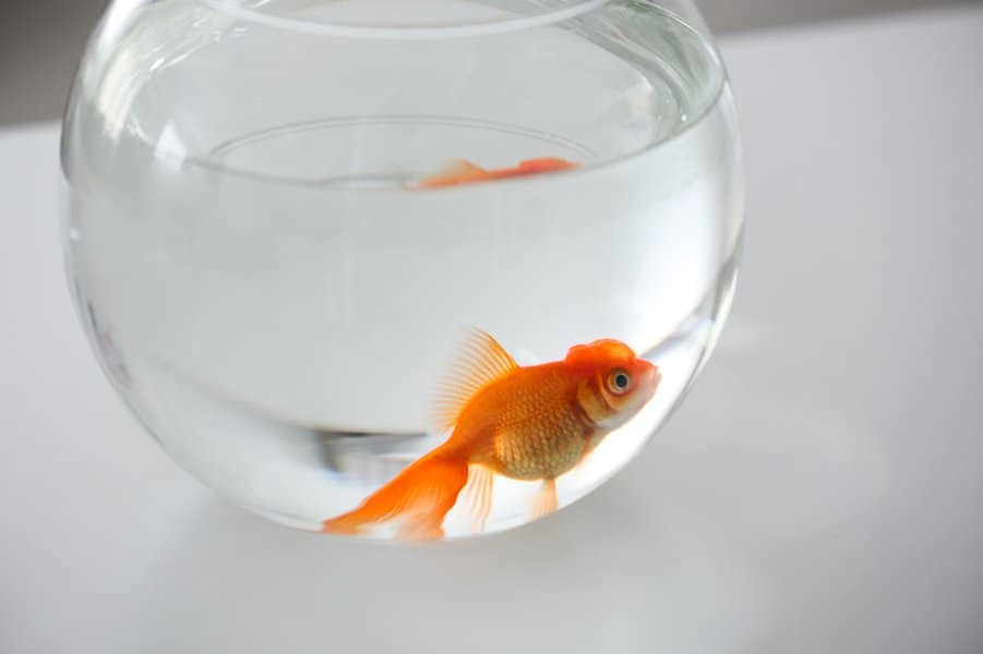 goldfish in aquarium on table