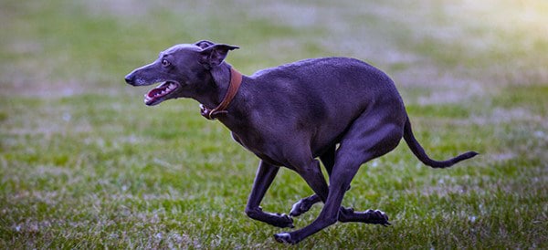 Greyhound Dog Breeds For Men