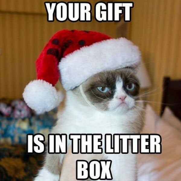 26 Funny Grumpy Cat Memes That Will Put a Smile on Your Dial