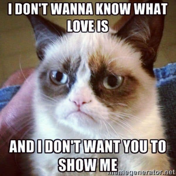 26 Funny Grumpy Cat Memes That Will Put a Smile on Your Dial