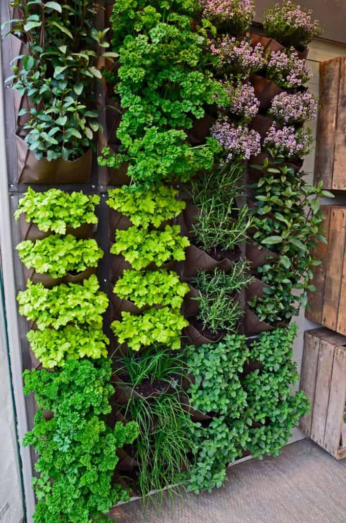 herb garden vertical 