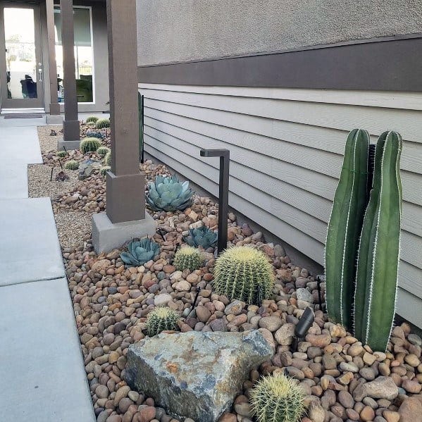 small side cactus garden 