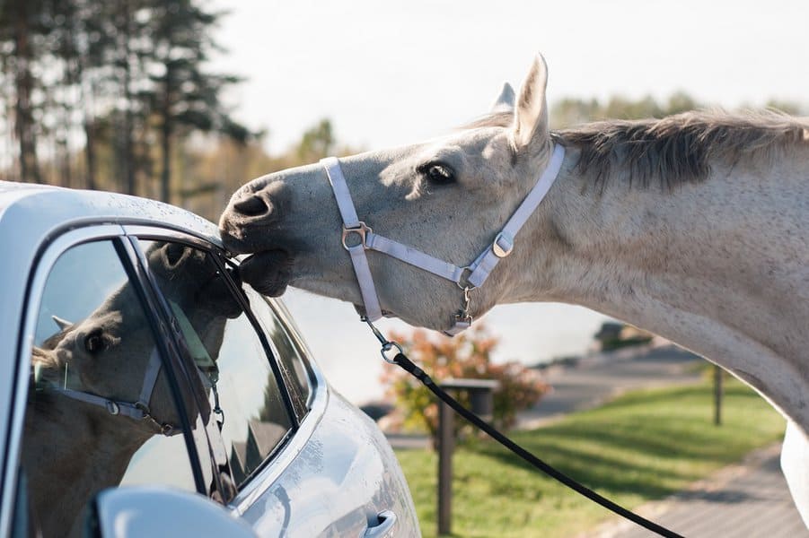 horse and a car