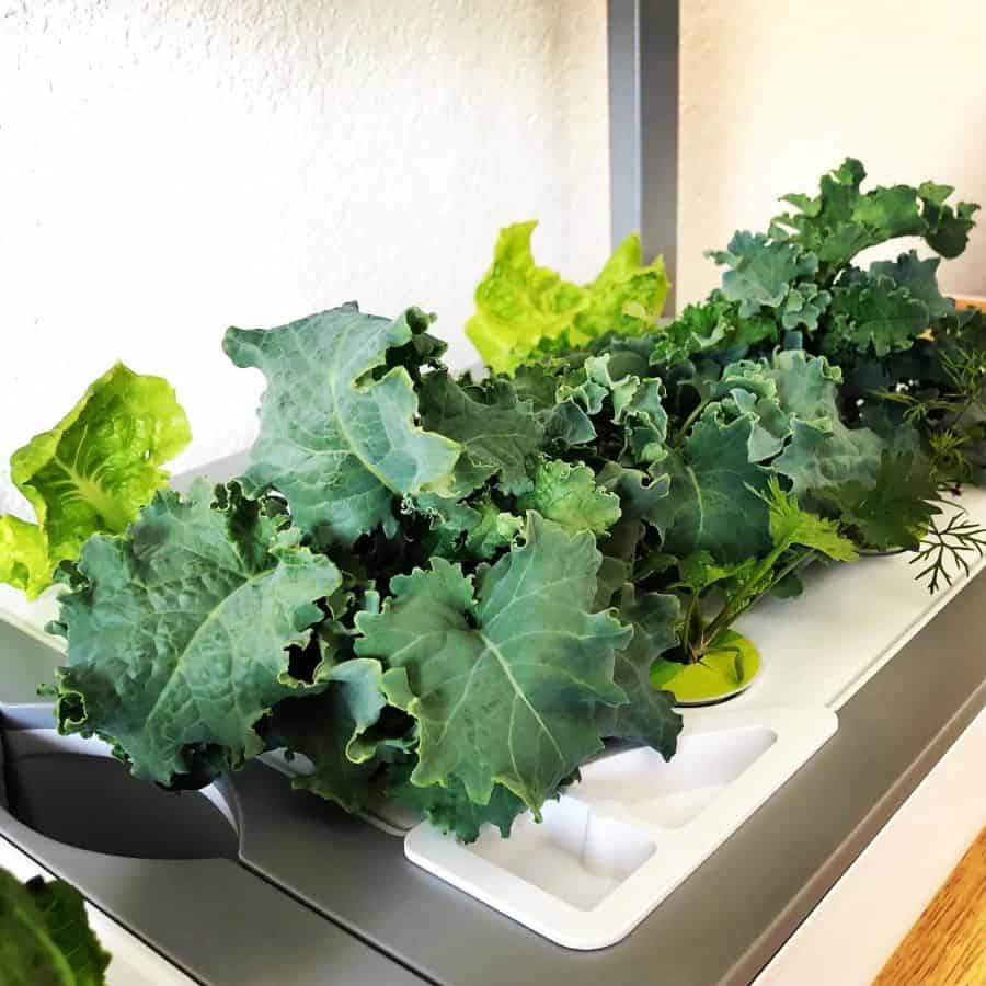small hydroponics setup vegetable garden