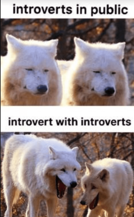 introvert-memes-8