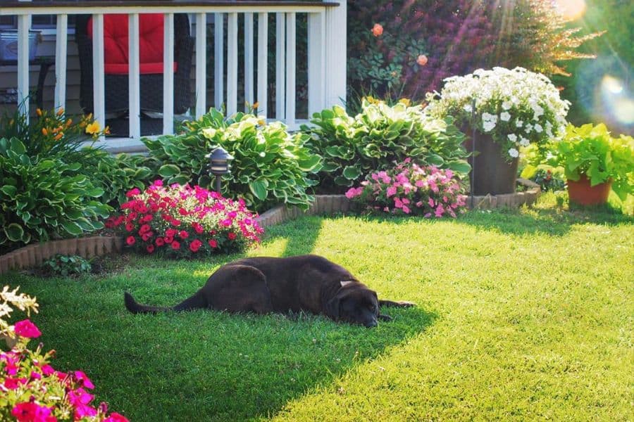 large grass backyard flower beds dog