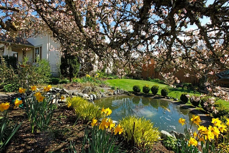 Spring Time Back Yard With Pond And Blooming Tree In Tacoma, WA