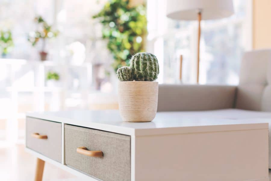 small cactus plant on coffee table with drawers