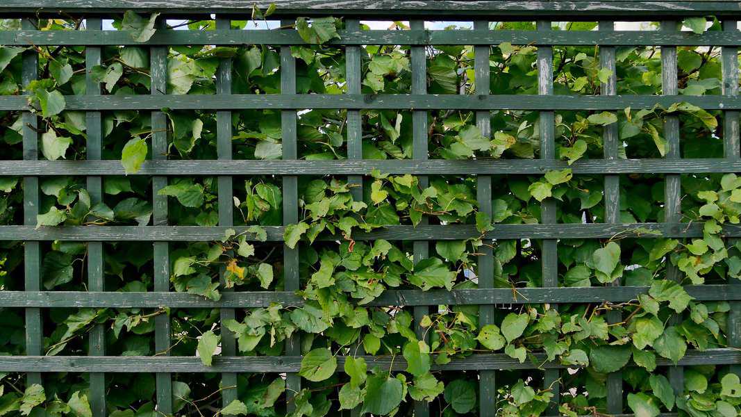 green lattice fence with vines