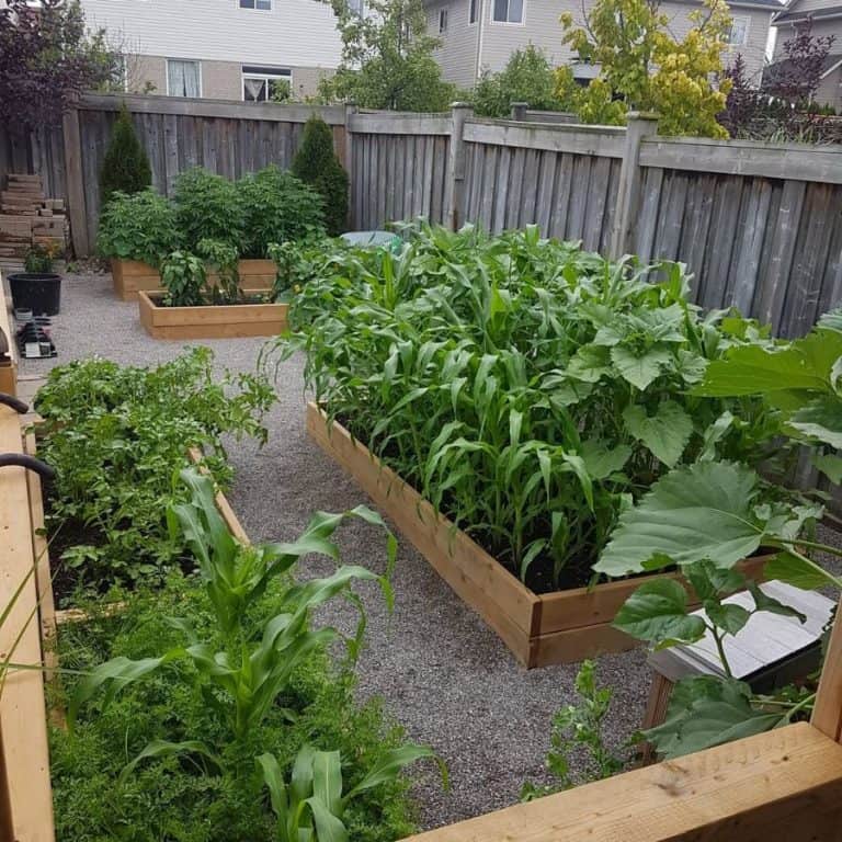 80 Vegetable Garden Ideas to Elevate Your Home Harvest