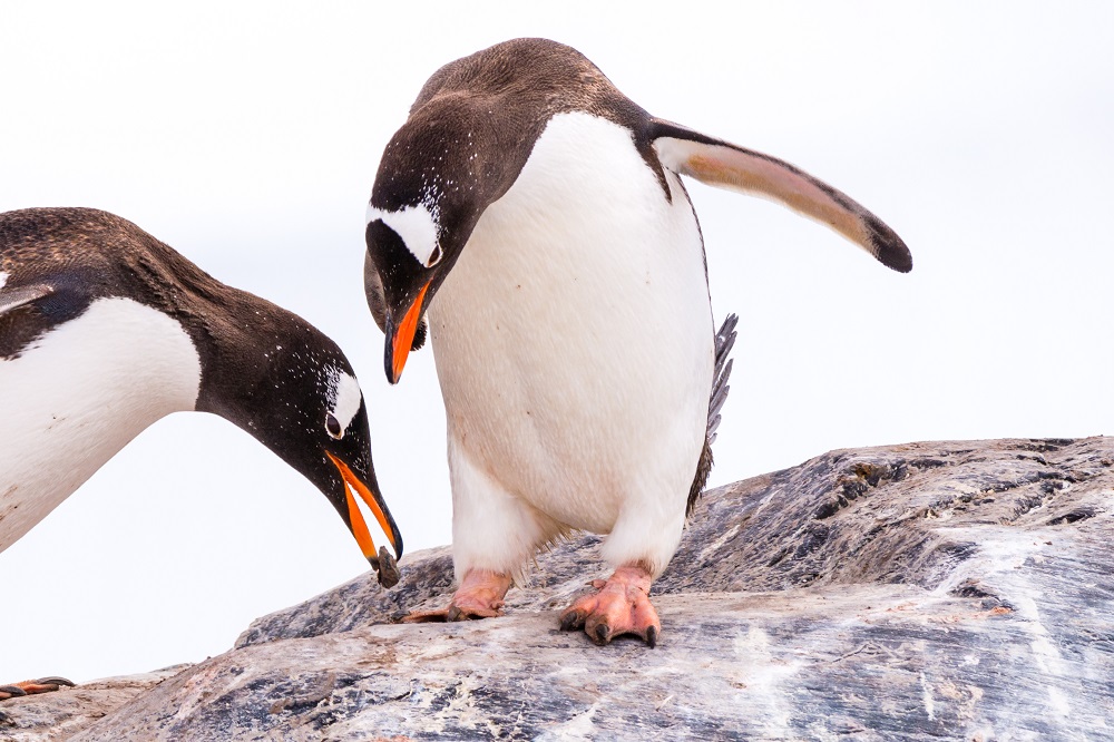 male gentoo penguin offering stone to female penguin