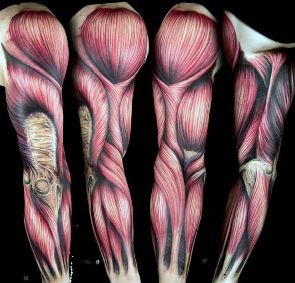 Anatomy Of The Forearm Anatomical Tattoos Anatomy Tattoo Tattoos For ...