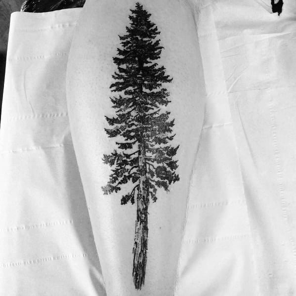 Geometric Sequoia Tree Tattoo Design | Tree tattoo designs, Tree tattoo,  Circle tattoos