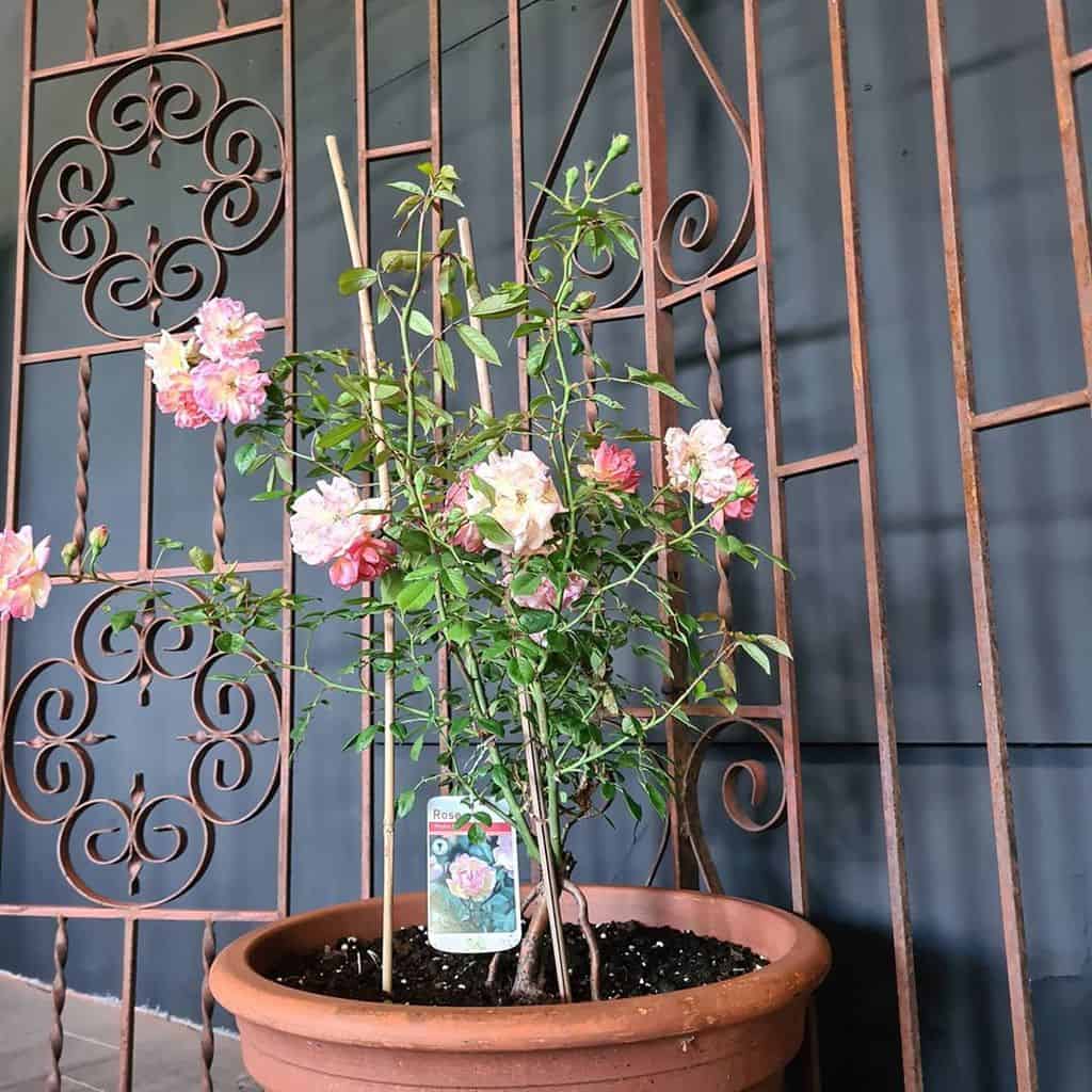 metal garden trellis terracotta pot plant roses