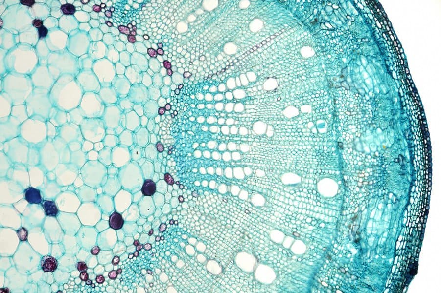 microscopic view cotton