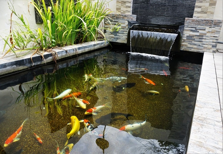 Minimalist Rectangular Backyard Koi Pond