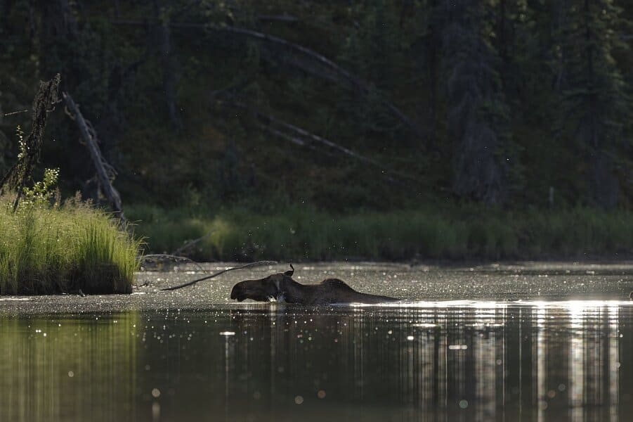 moose swimming in lake water