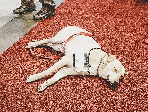 Outdoor Retailer Snow Show 19 Sleeping Dog On Convention Center Floor