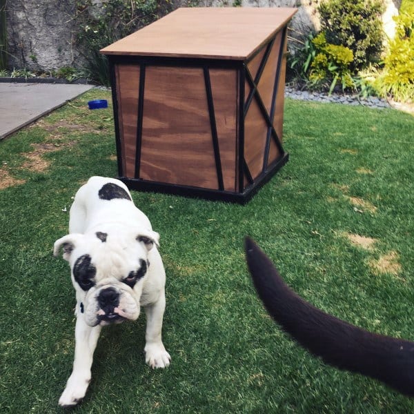 modern minimalist dog house