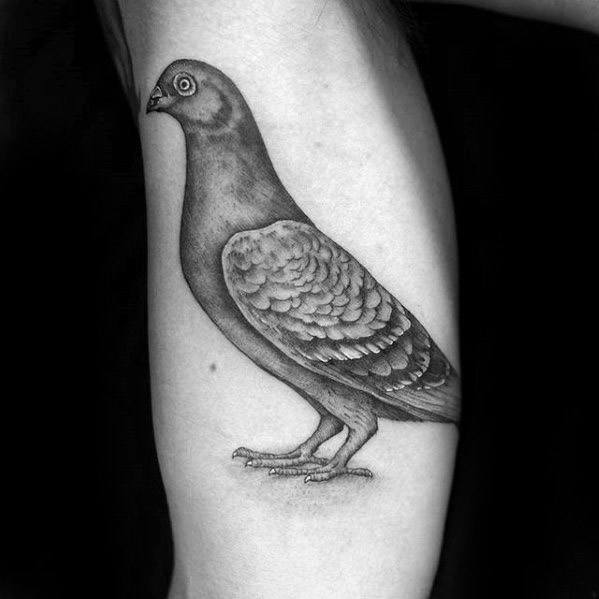 Pigeon Tattoo Design On Man