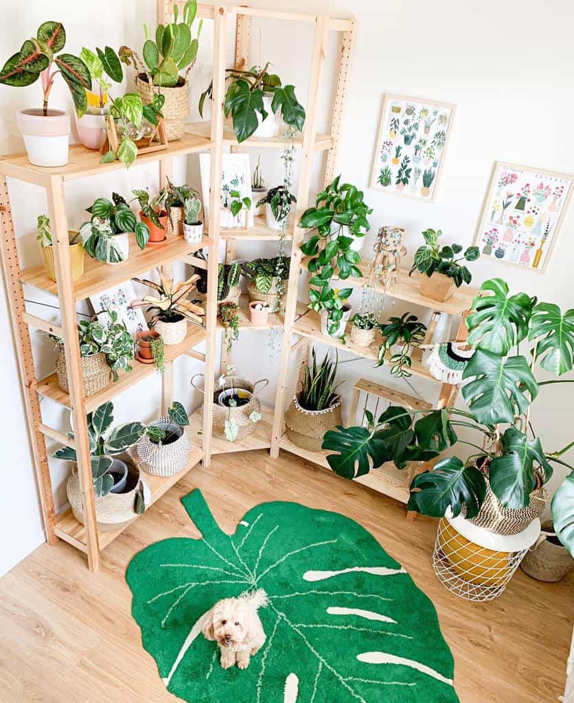 plant shelf indoor garden ideas bambiapricotpoodle
