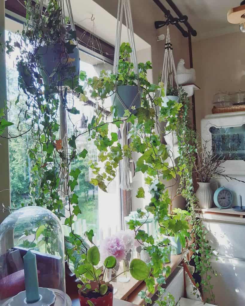 hanging plants rustic kitchen window  