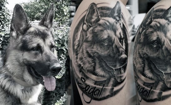 Portrait Of German Shepherd Tattoo On Mans Upper Arm