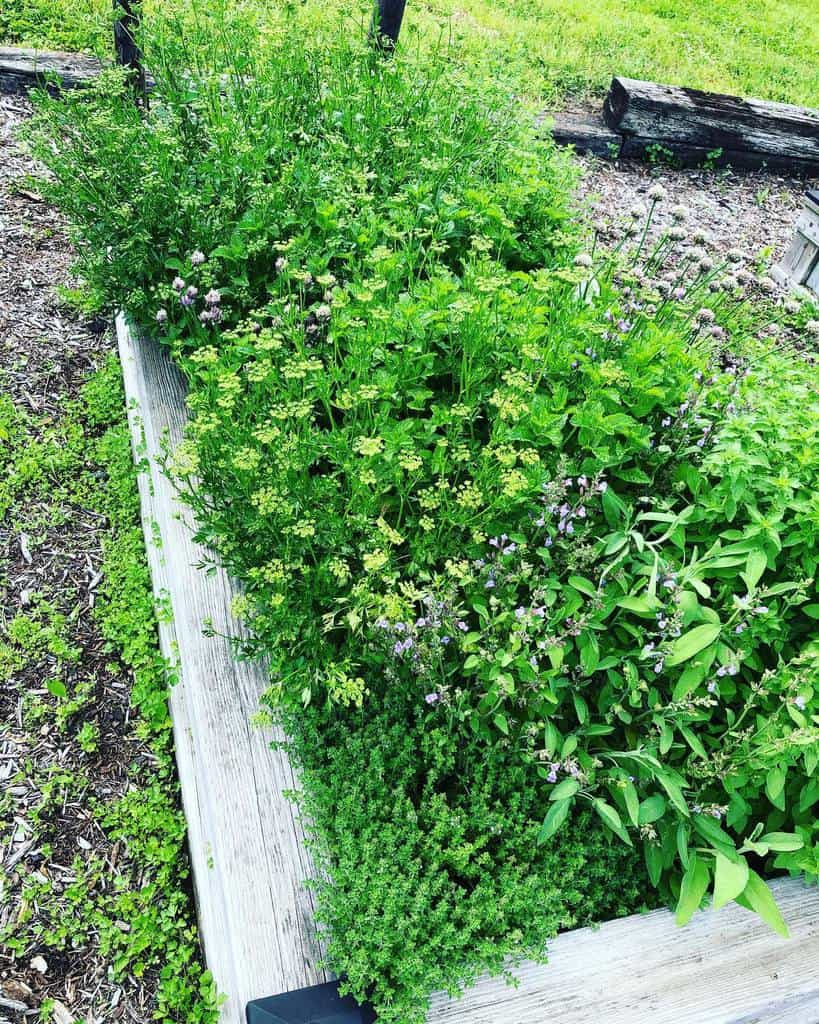 raised bed herb garden ideas shylamariesharp