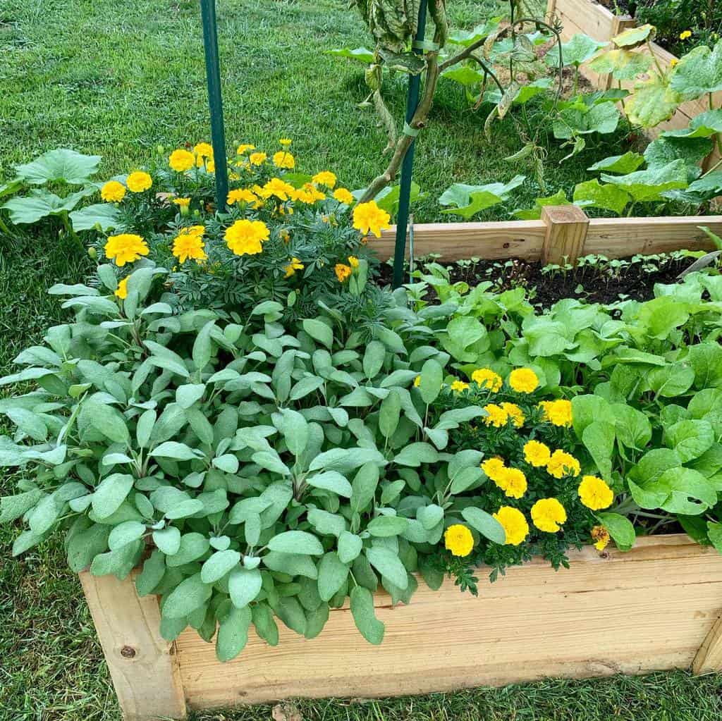 raised bed herb garden ideas waisgarden
